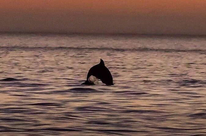 Dolphin Watching Nature Cruise and Eco Tour from Hubbard's Marina in John's Pass - Who Will Love This Tour?