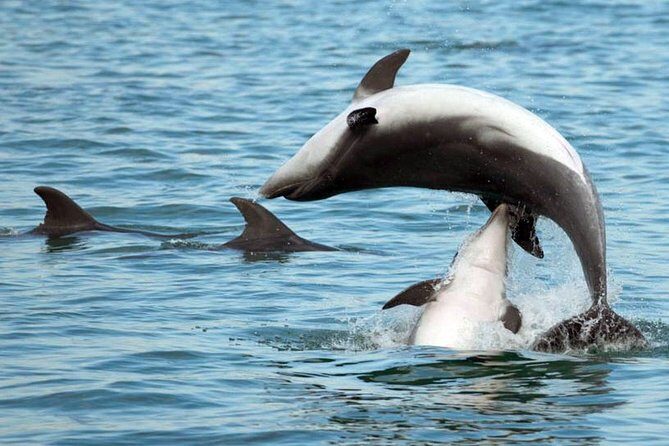 DOLPHIN WATCHING | Pula Boat - The Experience: What You Can Expect