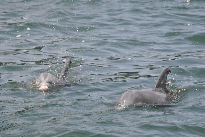 Dolphin-Watching Speedboat Cruise in Destin Harbor - What is this tour all about?