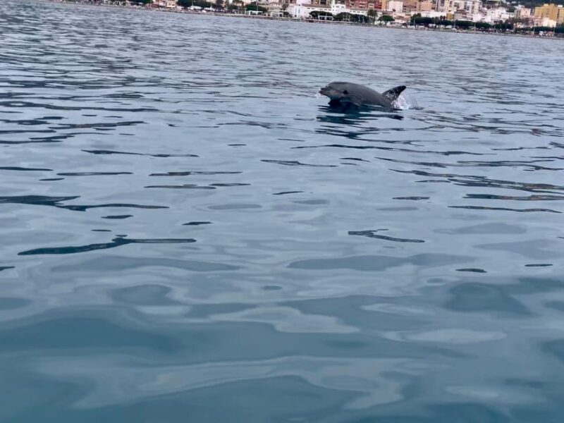 DOLPHIN WATCHING - What Could Be Improved?