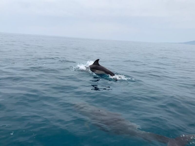 DOLPHIN WATCHING - FAQ