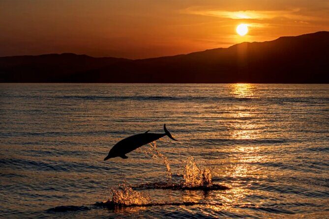 Dolphin Watching Tour  85% Chance  Drinks & Dinner Included - Key Points