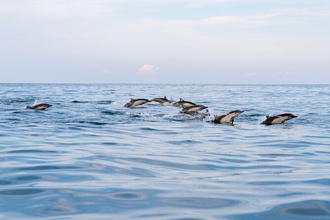 Dolphin Watching Tour - An In-Depth Look at the Dolphin Watching Experience