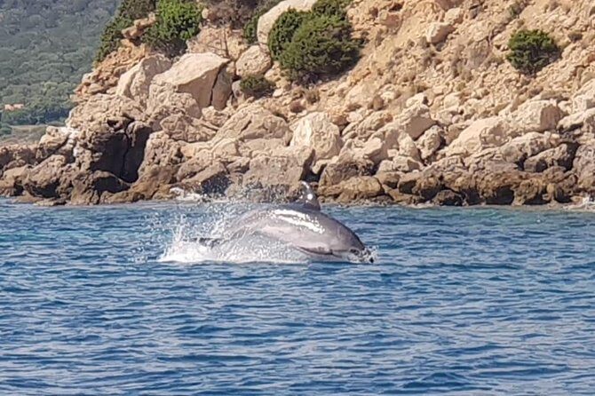 Dolphin Watching Tour - from Golfo Aranci - The Real Benefits and Considerations