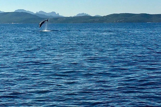 Dolphin Watching Tour - from Golfo Aranci - Final Thoughts: Is It Worth It?