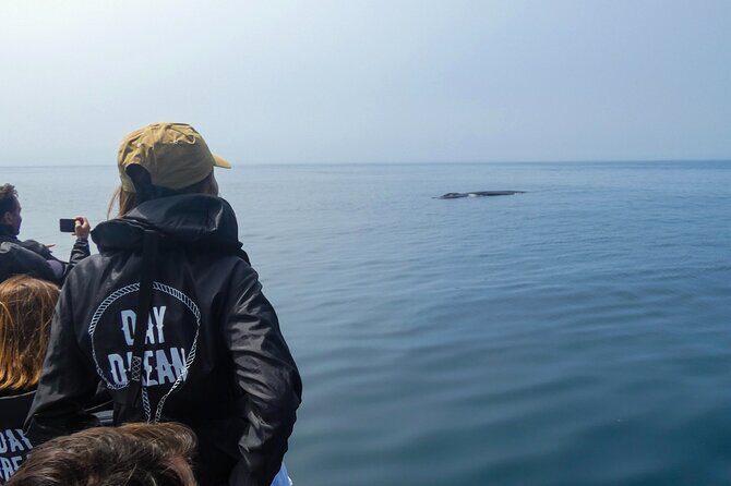 Dolphin Watching with Biologist in Arrábida Natural Park - An In-Depth Look at the Experience