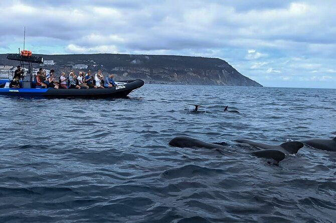 Dolphin Watching with Biologist in Arrábida Natural Park - Authentic Guest Perspectives