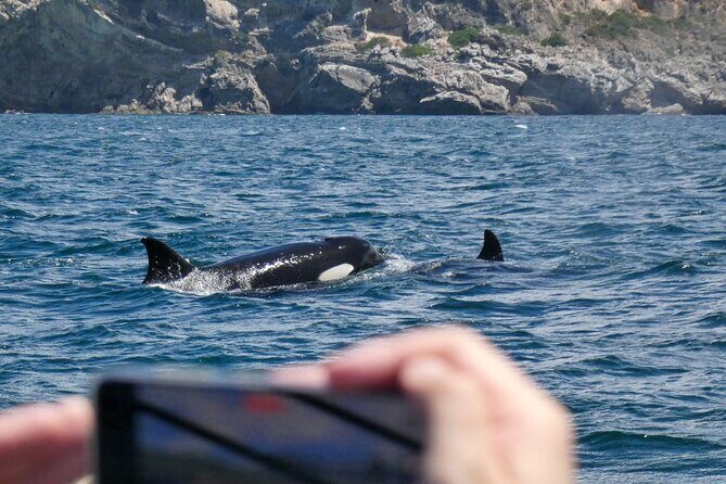 Dolphin Watching with Biologist in Arrábida Natural Park - Who Should Consider This Tour?