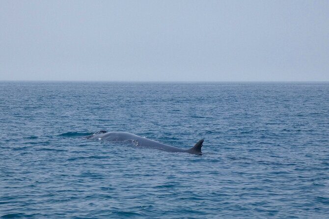 Dolphin Watching with Biologist in Arrábida Natural Park - Final Thoughts