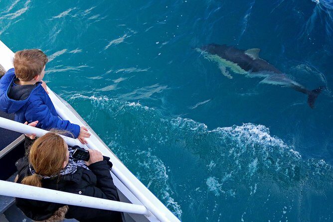 Dolphin & Whale Cruise - What to Expect on the Tour