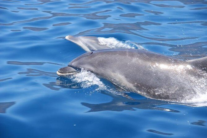 Dolphin - Whale - Turtle - Bird Watching - Who Should Book This Tour?