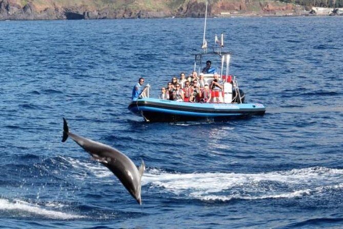 Dolphin - Whale - Turtle - Bird Watching - FAQs About the Dolphin and Whale Watching Tour