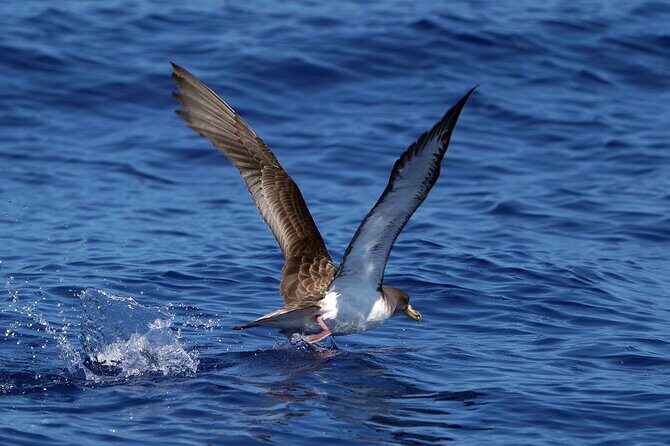 Dolphin - Whale - Turtle - Bird Watching - Final Thoughts