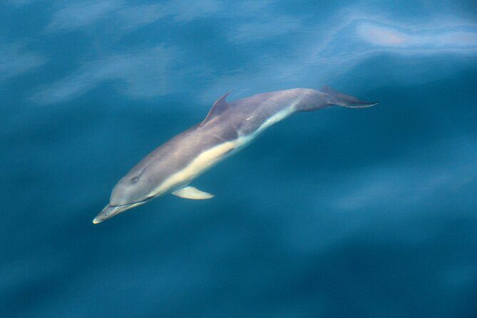 Dolphin & Whale Watching (4hrs) + Blasket Island Landing (3hrs) - What the Guides Bring to the Experience