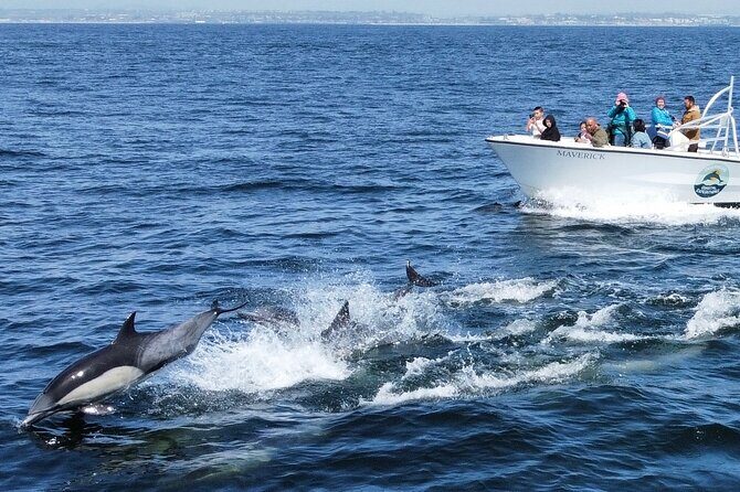 Dolphin & Whale Watching - Who’s This Tour Best For?