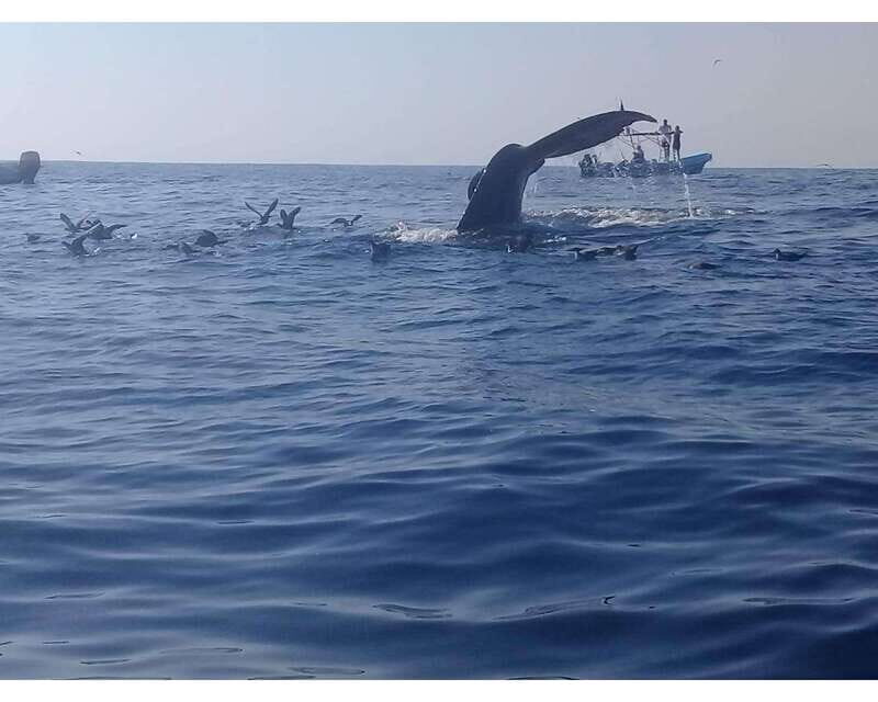Dolphins and whales watching in Puerto Escondido. - What’s Not So Great?