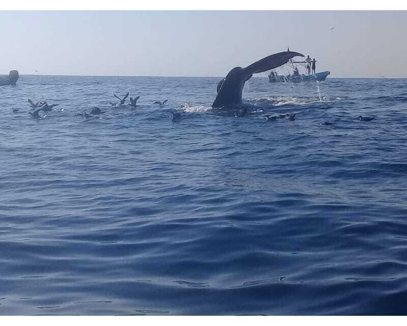 Dolphins and whales watching in Puerto Escondido. - FAQ