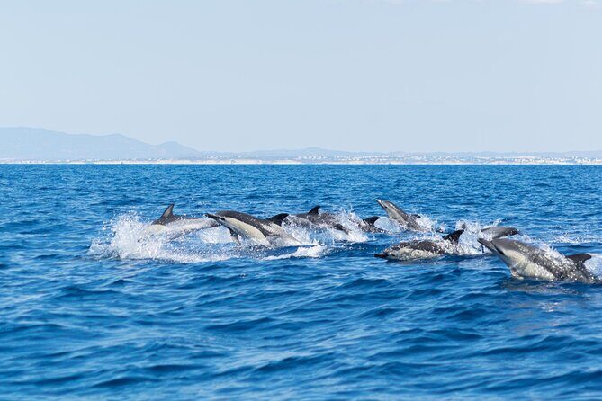 Dolphins & Caves on Rib Boat - What to Expect from the Tour Itinerary
