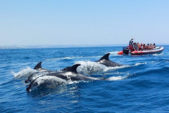 Dolphins Search and Benagil Caves from Albufeira - What to Expect on the Tour