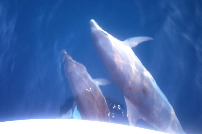 Dolphins Watching in the National Park Brijuni from Pula - Key Points