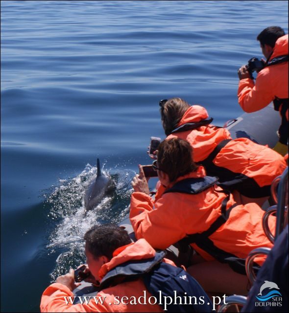 Dolphins Watching - Portimão - Key Points
