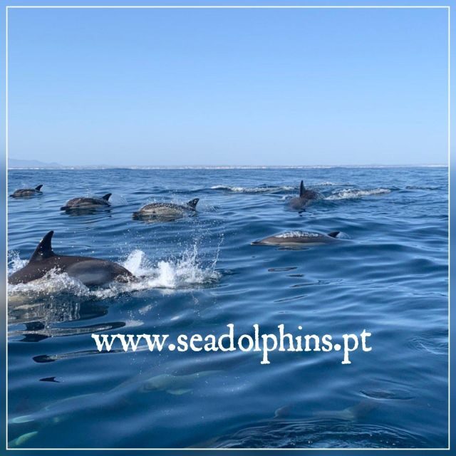 Dolphins Watching - Portimão - The Tour Experience: What to Expect