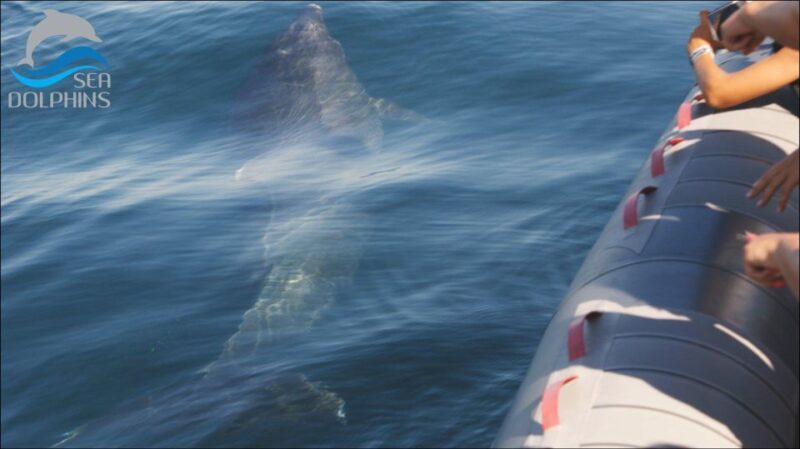 Dolphins Watching - Portimão - Who Should Consider This Tour?