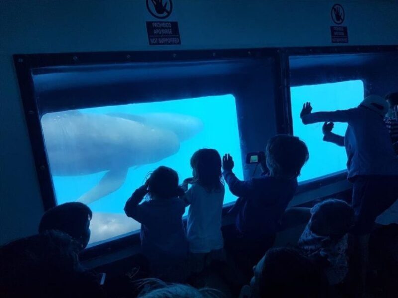 Dolphins Watching with Beach Day in Tarifa from Seville - Key Points