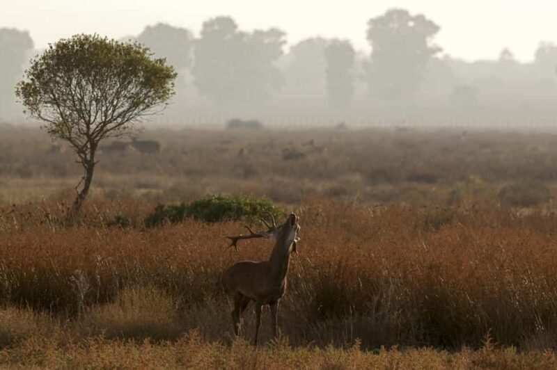 Doñana: 4x4 Excursion and Exclusive Access to Coto del Rey - The Final Verdict