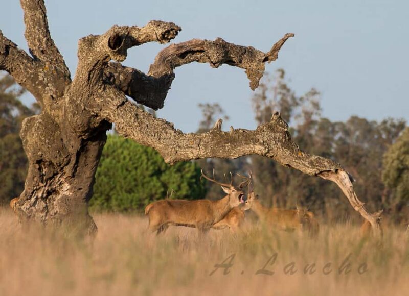 Doñana: 4x4 Excursion and Exclusive Access to Coto del Rey - FAQ
