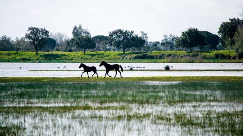 Doñana: 4x4 tour of the national park and beaches - An In-Depth Look at the Tour Experience