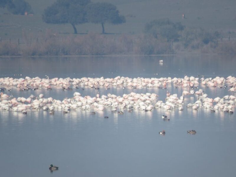 Doñana National Park: 2-Day Tour from Seville - Real Traveler Insights