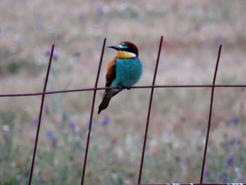 Doñana National Park: 2-Day Tour from Seville - Final Thoughts