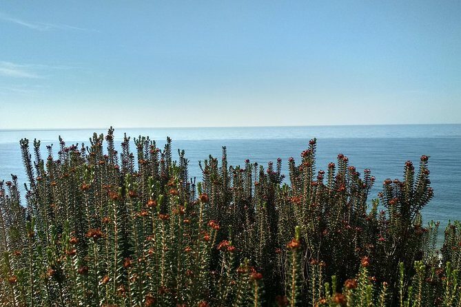 Donana National Park and El Rocío: Private Tour from Seville - Who Is This Tour Best For?