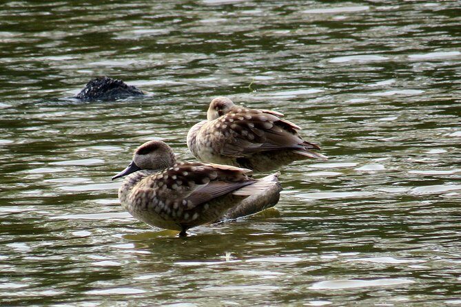 Donana National Park and El Rocío: Private Tour from Seville - FAQ