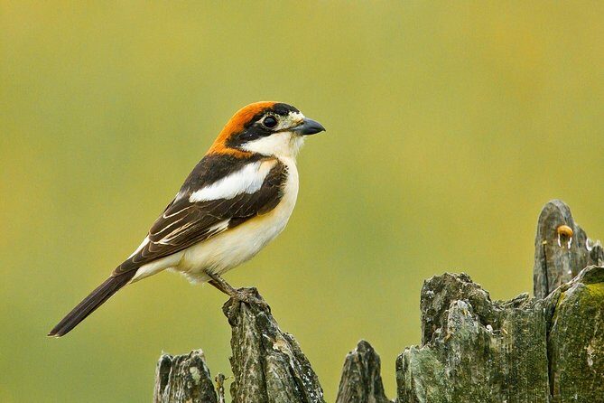 Donana National Park & Matalascanas Guided Tour from Seville - What to Expect on the Tour