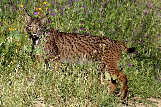 Donana National Park & Matalascanas Guided Tour from Seville - The Details That Matter