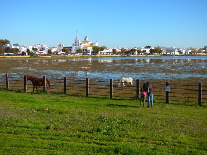 Doñana National Park Off-Road Tour from Seville - The Experience in Detail