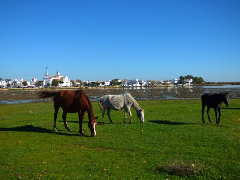 Doñana National Park Off-Road Tour from Seville - Real Traveler Insights