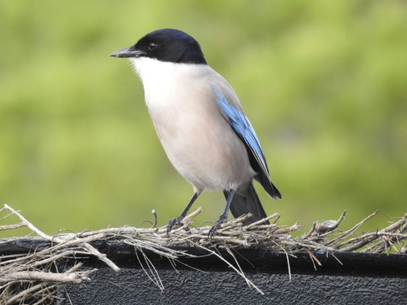 Doñana National Park Off-Road Tour from Seville - FAQ