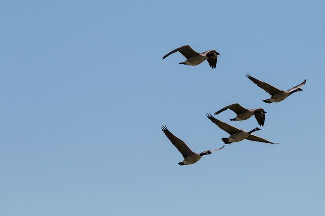 Door County Wetlands Kayak Tour - Key Points