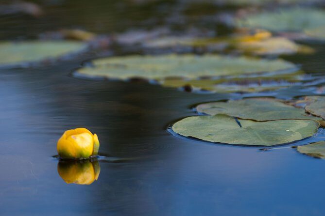 Door County Wetlands Kayak Tour - The Value of the Tour