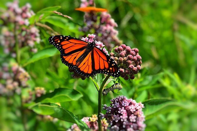 Door County Wetlands Kayak Tour - Additional Details to Keep in Mind