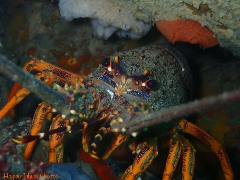 Double Boat Dive with Equipment - What to Expect from the Tour