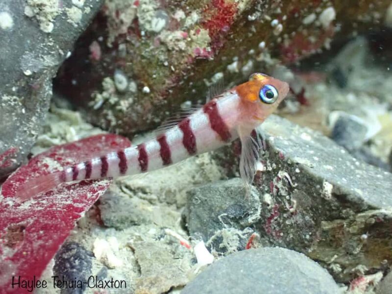 Double Boat Dive with Equipment - Who Will Love This Tour?