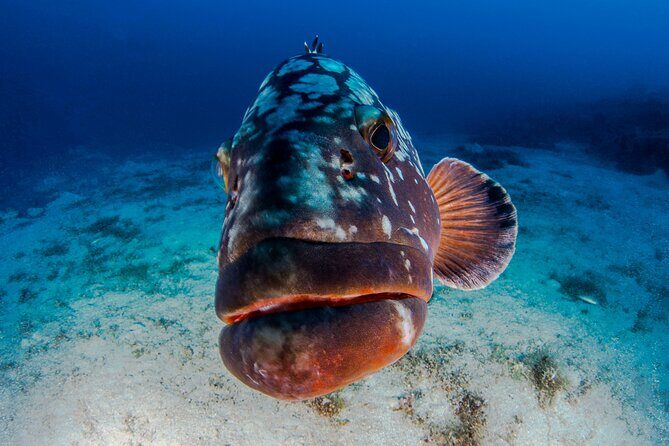 Double Dive Elba Island - An Honest Deep Dive into the Experience