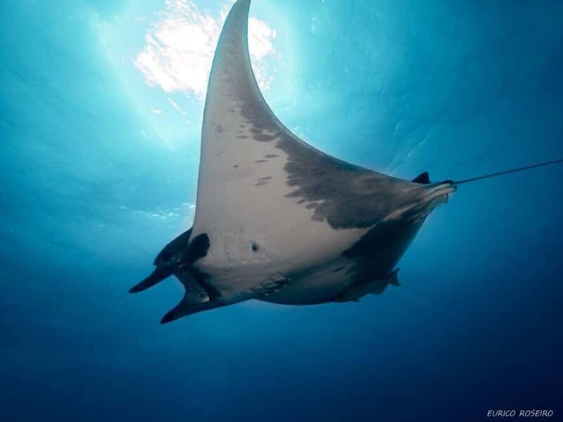 Double dive in Santa Maria Island - Azores - Who Should Consider This Tour