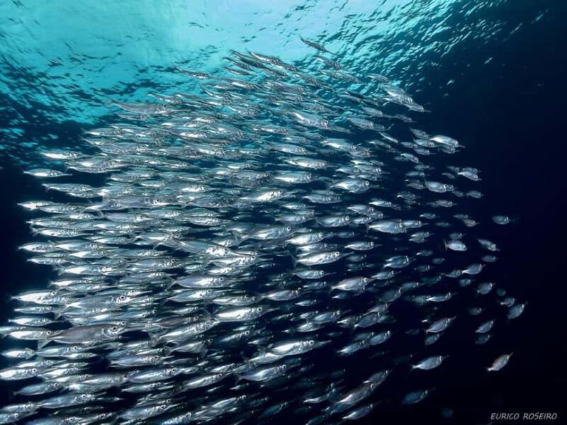 Double dive in Santa Maria Island - Azores - Final Thoughts: Is It Worth It?