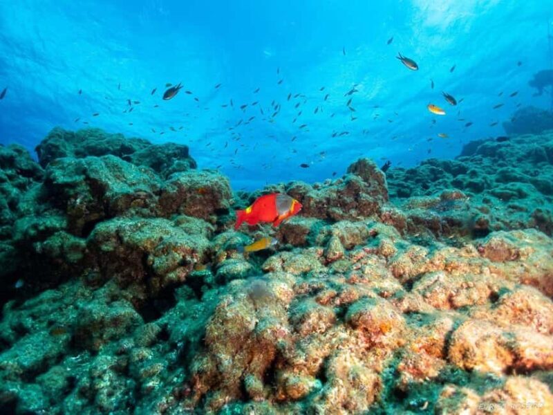 Double dive in Santa Maria Island - Azores - Frequently Asked Questions