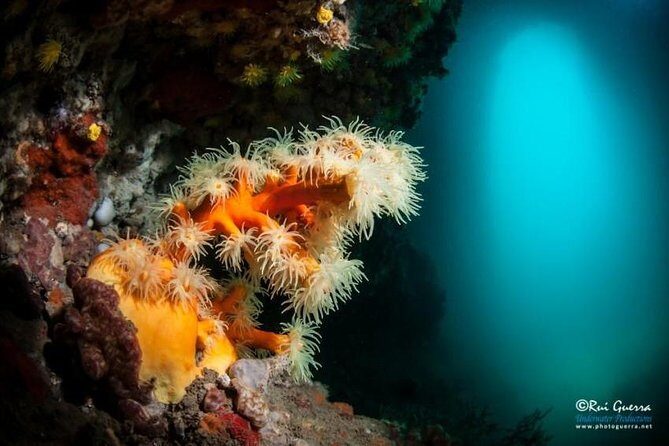 Double dive in the Algarve. Don't stop on the beach! - Who Should Consider This Tour?